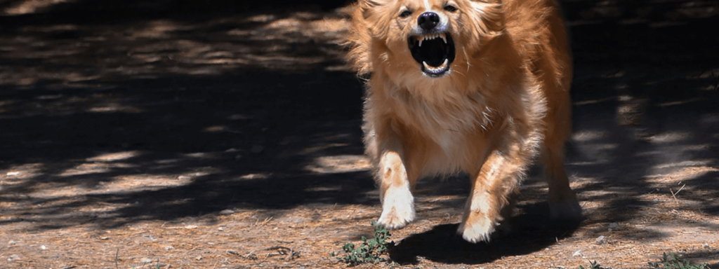 Dog Bite Cases 2 Slack-Méndez Law Firm represents dog bite victims as a personal injury lawyer in Tempe Arizona. Dog bite injury lawyer in Arizona